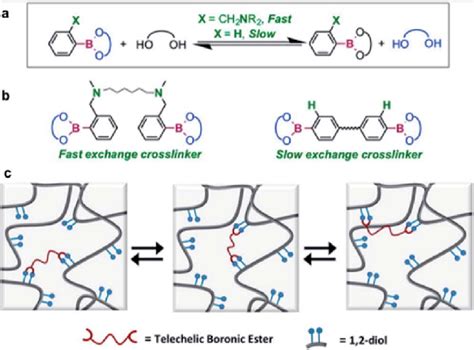 A Kinetics Of The Exchange Reaction Of Boronic Esters According To