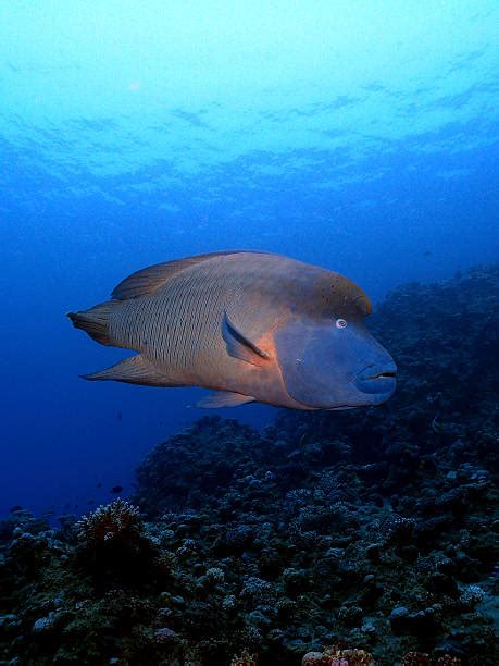 Ikan Napoleon Foto Stok Potret And Gambar Bebas Royalti Istock