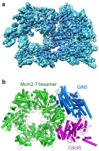CMG Helicase Structure [IMAGE] | EurekAlert! Science News Releases 