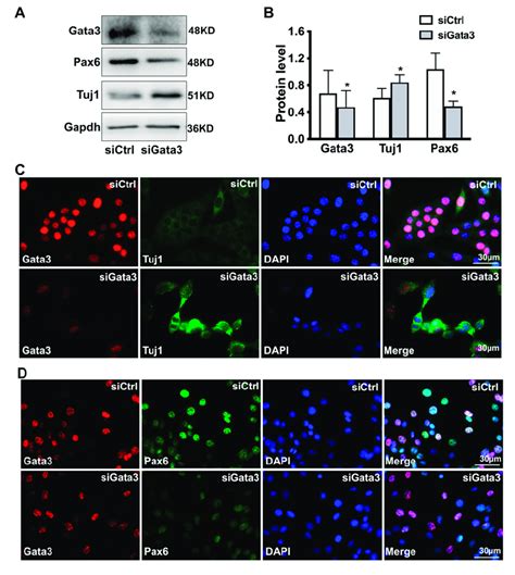 gata silencing promotes differentiation   cells  gata
