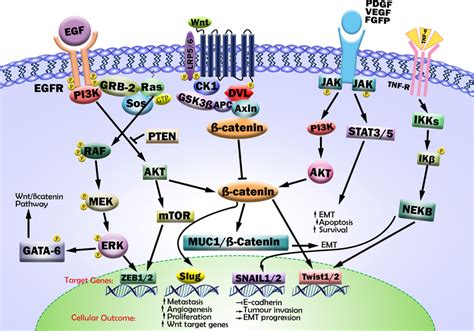 Cross talk of the Wnt β catenin pathway with the RTK family receptors