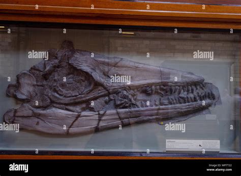 Temnodontosaurus hi-res stock photography and images - Alamy