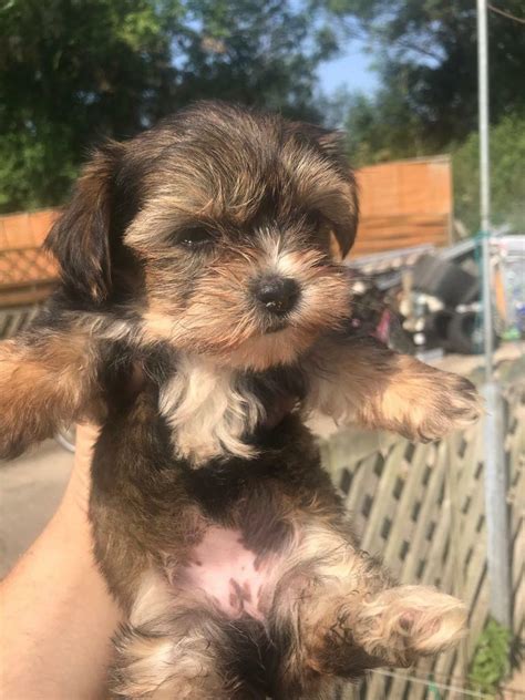 Yorkshire Terrier Cross Shih Tzu In Evesham Worcestershire Gumtree