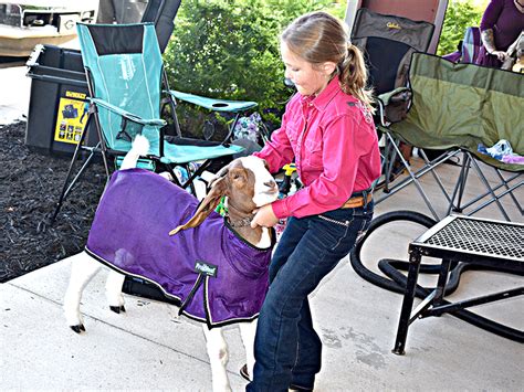 Goat And Lamb Show Held Times Courier Ellijay Georgia