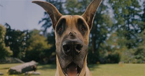 'Marmaduke': A Hybrid Breed Apart | Animation World Network