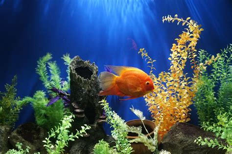 The Best Fish Tank Decorations - Dogtime