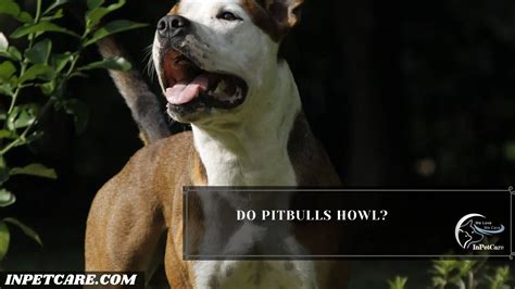 pitbulls howl   bad  good  tips  prevent