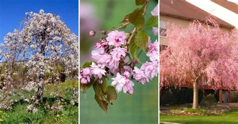 7 Weeping Cherry Trees That Will Make Your Neighbors Jealous