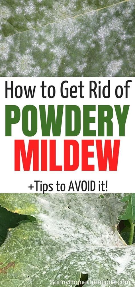 How To Prevent And Control Powdery Mildew On Plants With Images