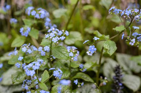 types  blue flowers  names  pictures