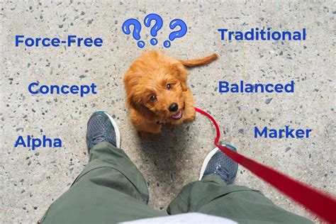 Dog Training Methods: Understanding the Lingo - DogNerdly