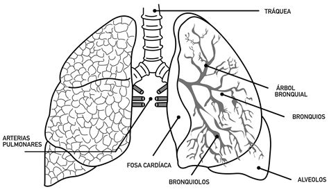 Definici N De Sistema Respiratorio Rganos Partes Funciones E 6960 The