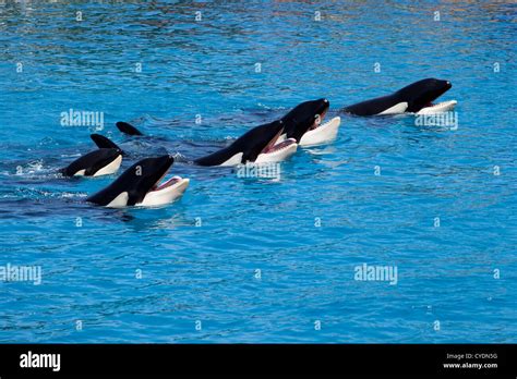 Blue whale mouth hi-res stock photography and images - Alamy