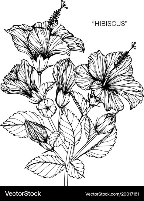 Hibiscus flower drawing Royalty Free Vector Image