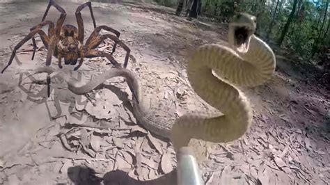 Spider Vs Snake Scariest Insect Encounters Caught On Camera YouTube