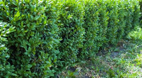 27 Varieties of Boxwood for Your Garden