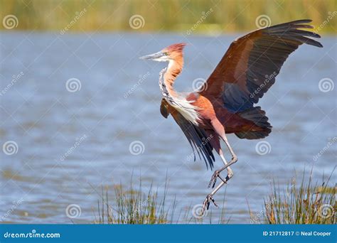 Goliath Heron Stock Image Image Of Ardea Herons Landing 21712817