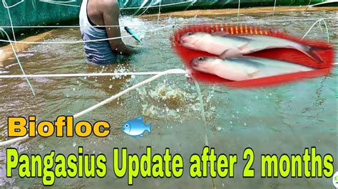 Biofloc Pangasius Growth Update After 2 Months In Our 25000 Liter