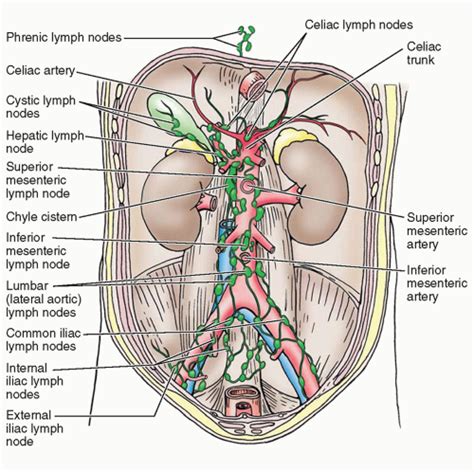 Surgical Anatomy Of The Retroperitoneal And Pelvic Off