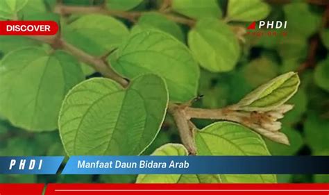 Ketahui Manfaat Daun Bidara Arab Yang Wajib Kamu Ketahui