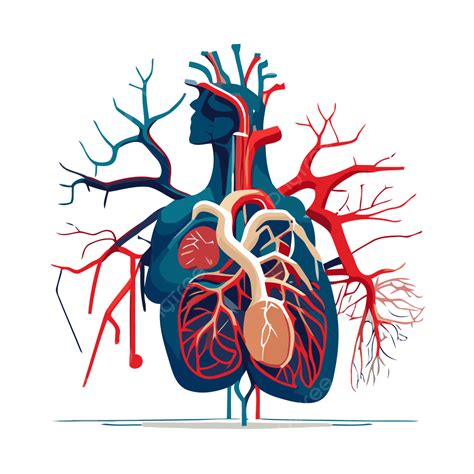 순환 시스템 벡터 스티커 클립 아트 인간의 마음에는 마디와 혈관이 만화 상표 클립 아트 PNG 일러스트 및 벡터 에 대한