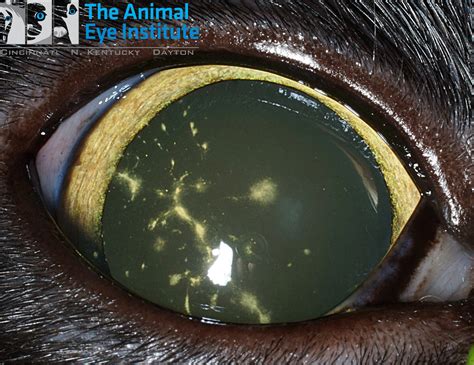 Dendritic Ulcer Cat