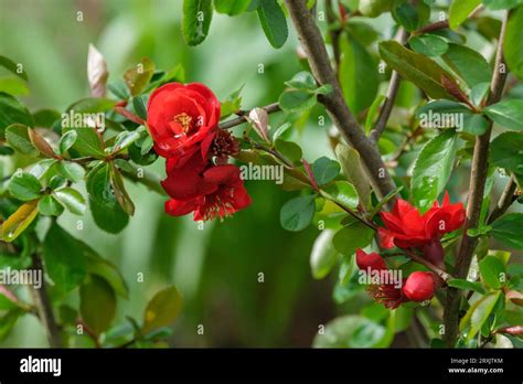 Chaenomeles Superba Crimson And Gold Japanese Quince Crimson And Gold