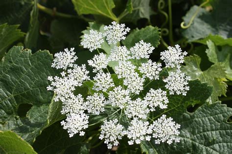 The White Flowers Are Blooming On The Green Leaves