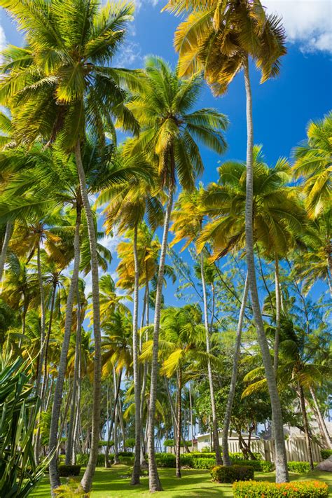 Tropical Palm Trees Free Stock Photo - Public Domain Pictures