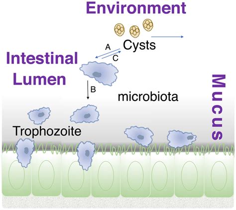 Entamoeba Gingivalis Life Cycle