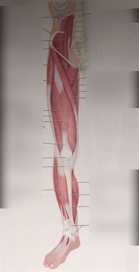 Right Lower Limb Anterior View Diagram Quizlet