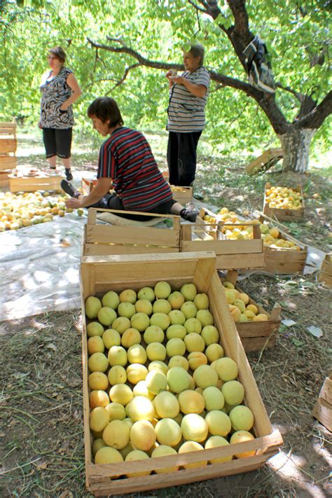 It's Apricot Season in Armenia: Let the Picking Begin! [PHOTO] - The ...