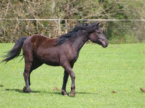 Canadian Horse - Worldwide Nature