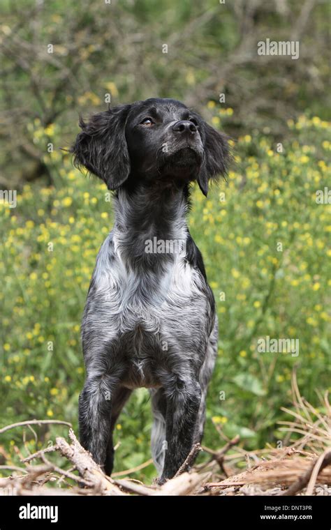 Dog Brittany Spaniel Epagneul Breton Young Black Roan Standing In A