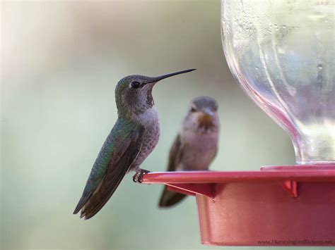 Hummingbird Feeders - Hummingbird Pictures