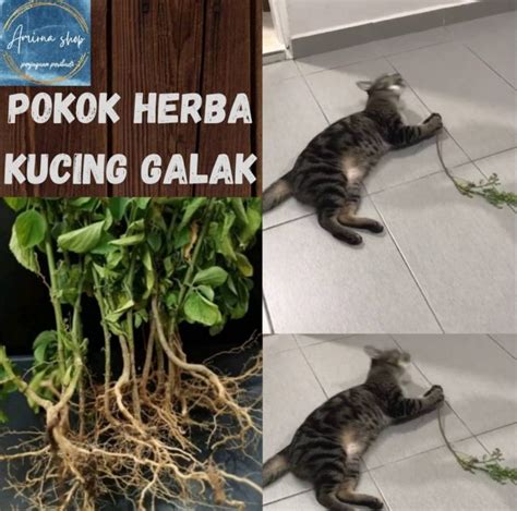 Pokok Helba Kucing Galak Untuk Kesihatan Kucing Lazada