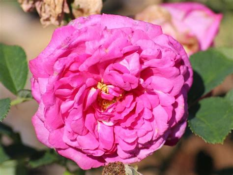 Rose Wild Edric - Rosa Wild Edric günstig kaufen
