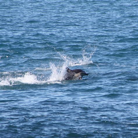 Dolphin Fishing Frenzy Off Wellington’s South Coast! – Catching the Magic