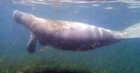 Crystal River Manatees Album On Imgur