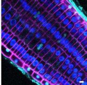 focus issue plant cell biology submissions due    plantae