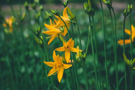 Why Are My Squash Plant Leaves Turning Yellow - PlantopiaHub - Your
