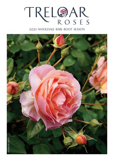 Treloar Roses 2021 Bare Root Wholesale New Releases - Treloar Roses ...