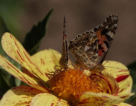 Vanessa Cardui Alacal Kelebek Pixabay De Cretsiz Foto Raf Pixabay