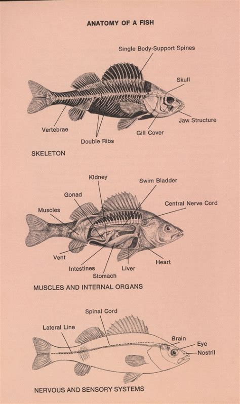 Fish Bone Anatomy