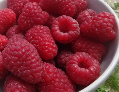 Купить саженцы малины, малина из Сибири, Интернет-магазин СИБРОЗА ...