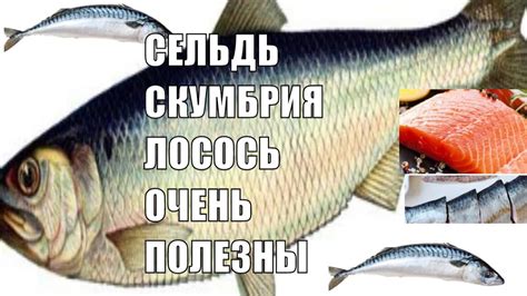 Самая полезная Рыба Омега 3 жирные кислоты в какой рыбе - YouTube