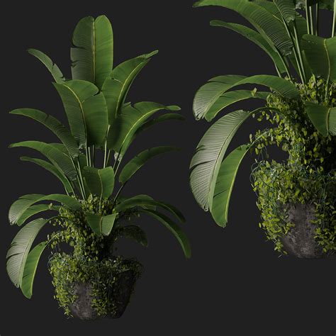 Plant Indoor Plants Models BlenderKit