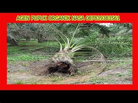 Pengendalian Ganoderma Dan Peningkatan Produksi Sawit Youtube