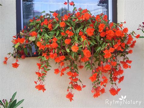 Zwisająca begonia bulwiasta to oszczędny sposób na piękny taras i balkon