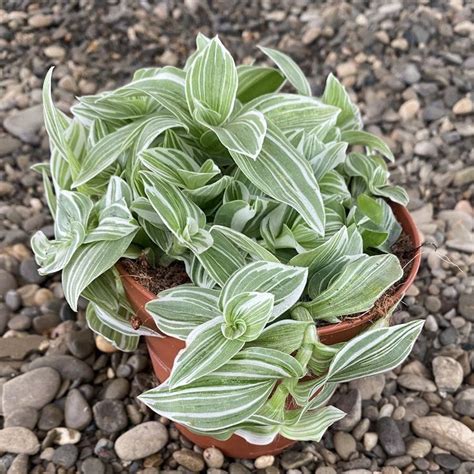 Tradescantia Albiflora Albovittata Plants Succulents Sweet Home